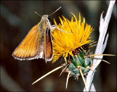 Female, Black Sea coast