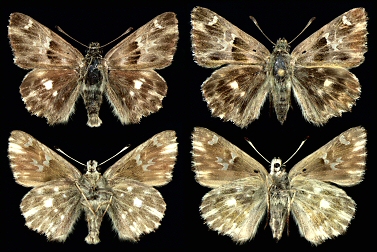 Left: male, Rila Mts., right: female, Pirin Mts.