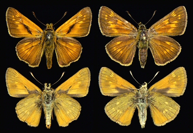 Left: male, right: female, Rhodopi Mts.