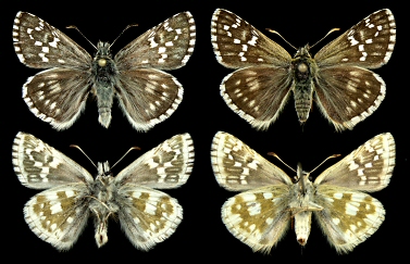 Left: male, right: female, Rhodopi Mts.