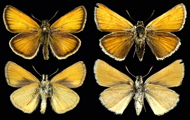 Left: male, Rhodopi Mts., right: female, Rila Mts.